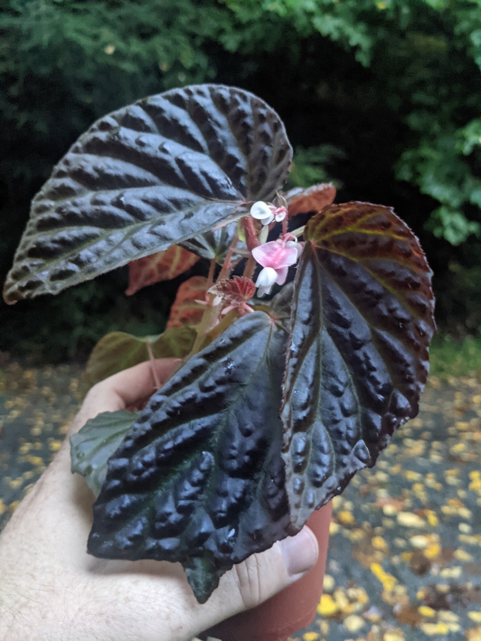 B. ‘Metallic Dragon’